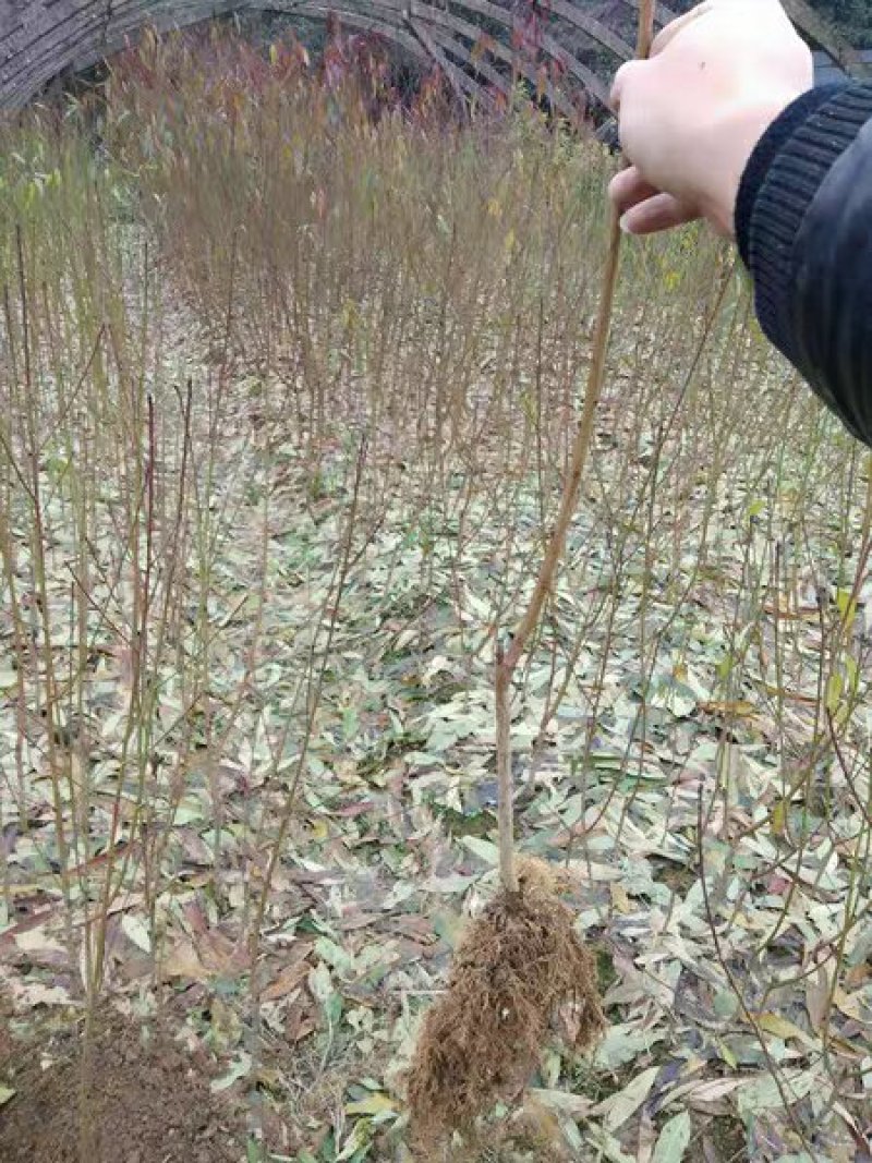 黄金蜜4号黄桃芒果香口感香甜包挂果包成活