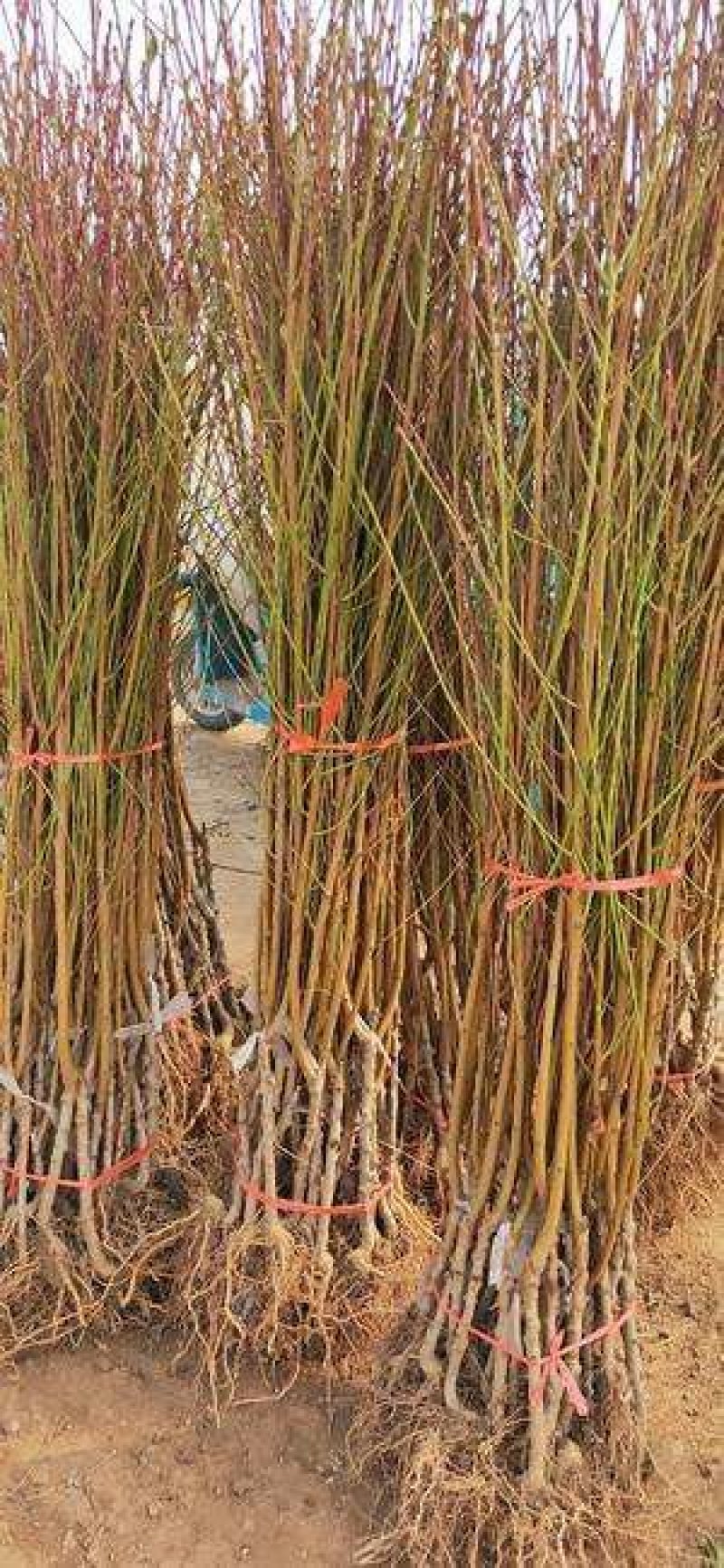 黄金蜜4号黄桃芒果香口感香甜包挂果包成活