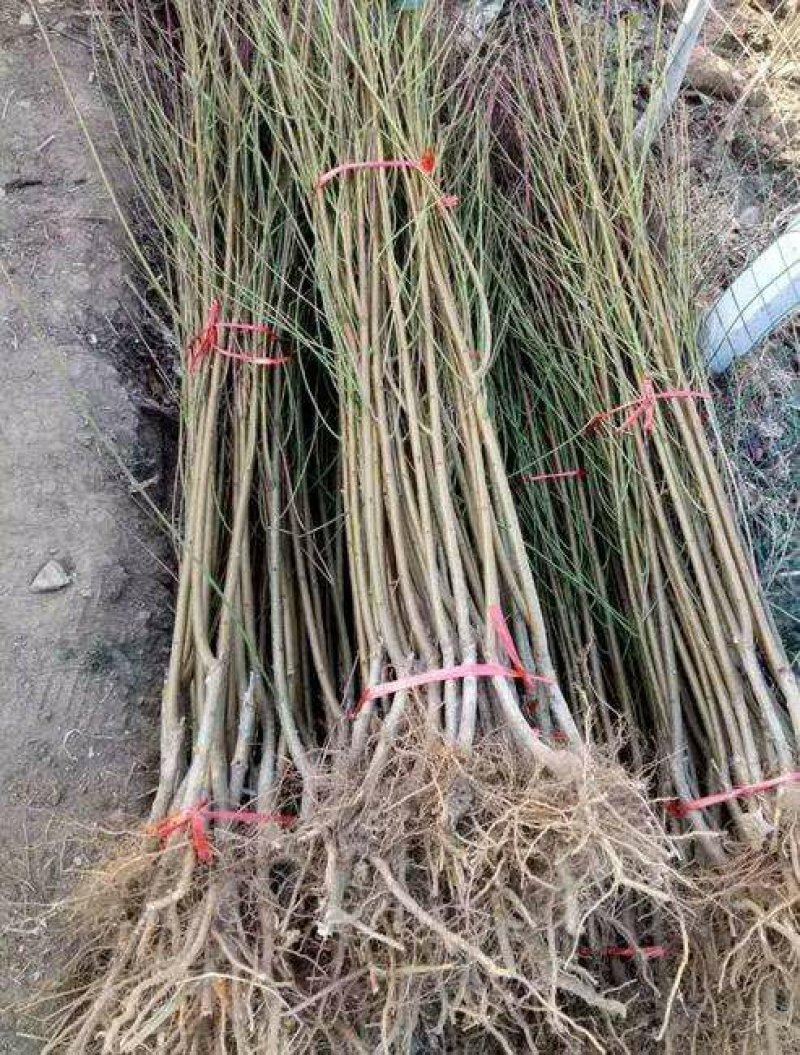 黄金蜜4号黄桃芒果香口感香甜包挂果包成活