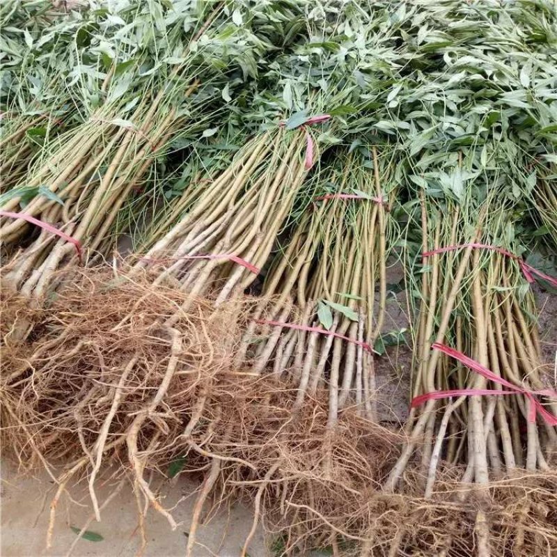 黄金蜜4号黄桃芒果香口感香甜包挂果包成活