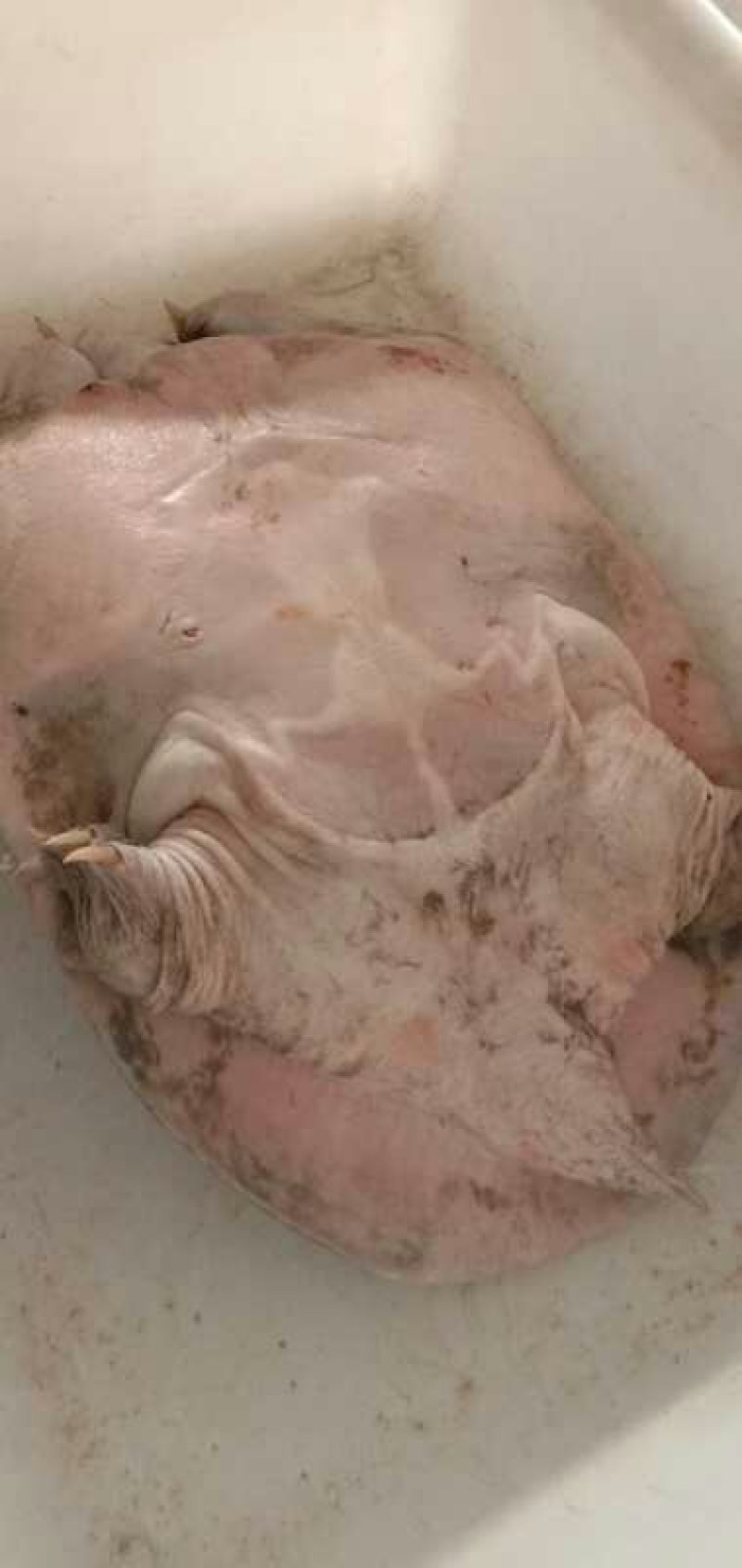 生态水库老鳖，十年以上的中华公甲鱼不老不要钱，爪尖油黄