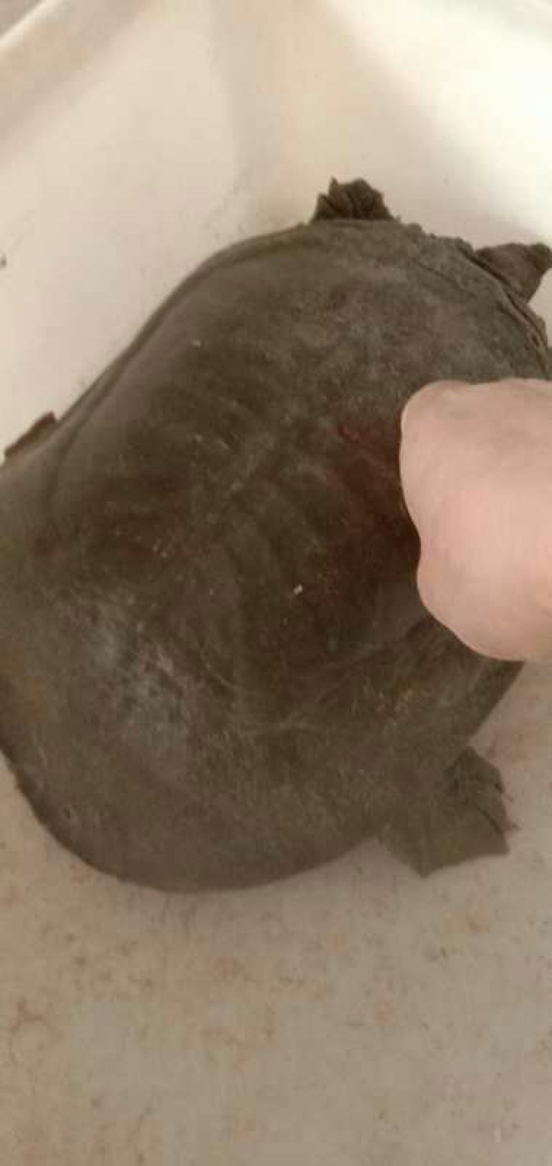 生态水库老鳖，十年以上的中华公甲鱼不老不要钱，爪尖油黄