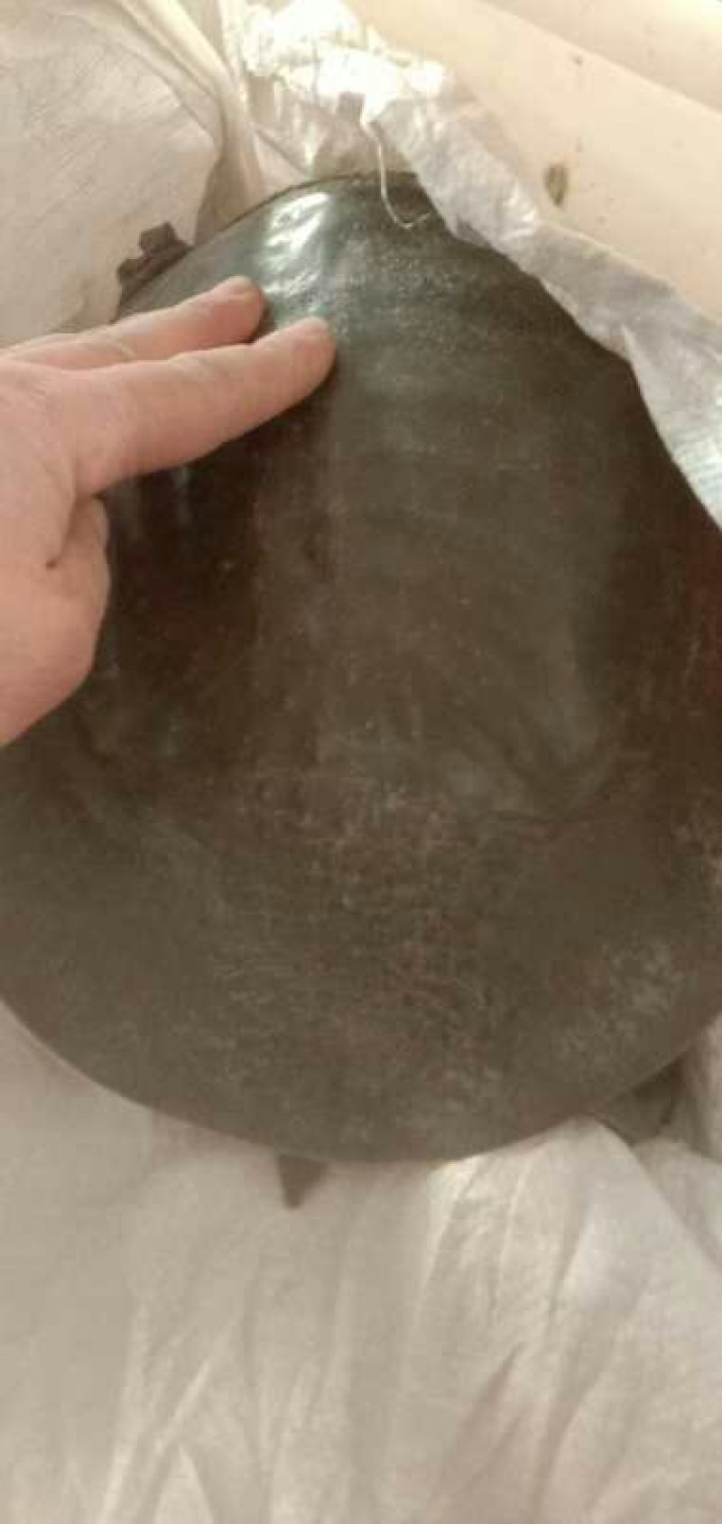 生态水库老鳖，十年以上的中华公甲鱼不老不要钱，爪尖油黄