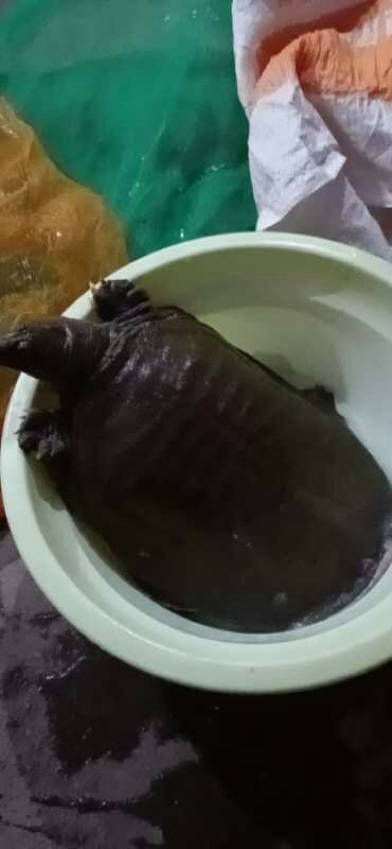 生态水库老鳖，十年以上的中华公甲鱼不老不要钱，爪尖油黄