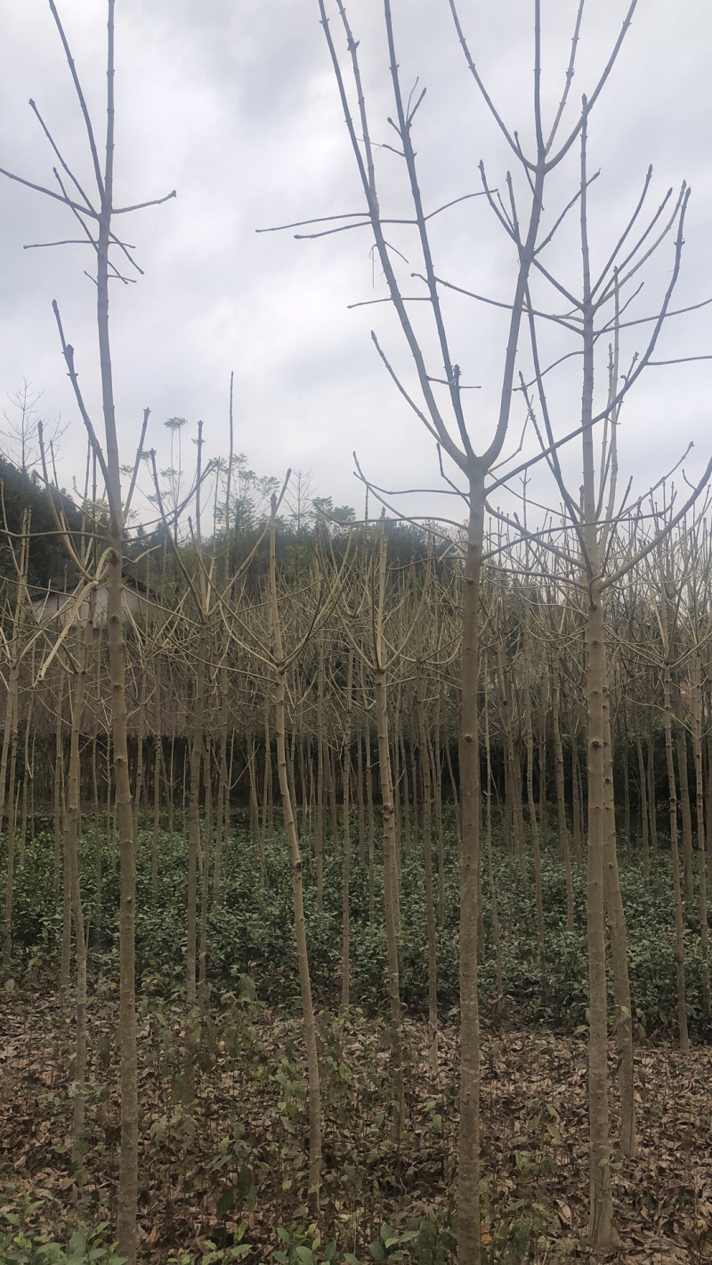 七叶树2到20公分价格美观，，，，，。，，