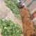 江西中花吴茱萸苗吴茱萸种苗茶辣臭辣子漆辣子树衣子树苗