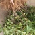江西中花吴茱萸苗吴茱萸种苗茶辣臭辣子漆辣子树衣子树苗