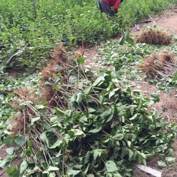 丁香苗丁香树苗丁香花苗庭院种植丁香树丁香