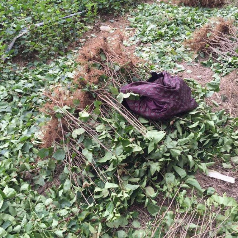 丁香苗丁香树苗丁香花苗庭院种植丁香树丁香