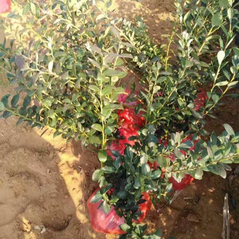 组培蓝莓苗薄雾，，夏南普，蓝丰兔眼品种
