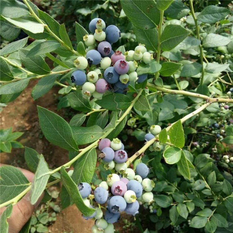 组培蓝莓苗薄雾，，夏南普，蓝丰兔眼品种