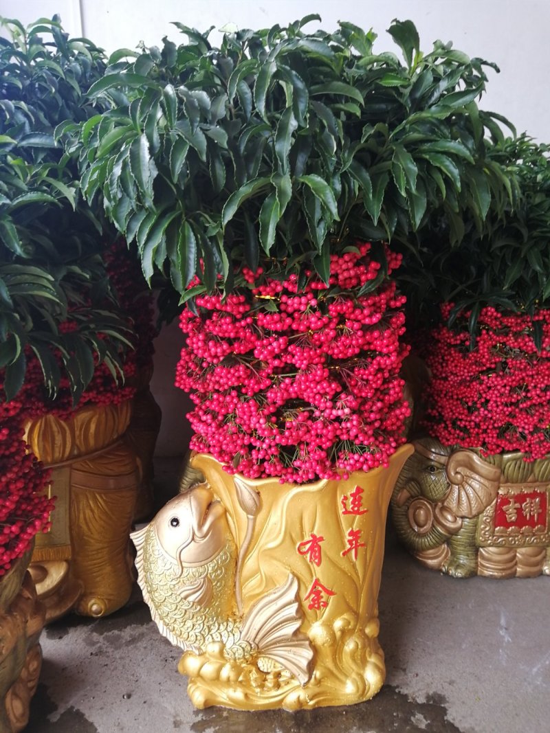 富贵籽