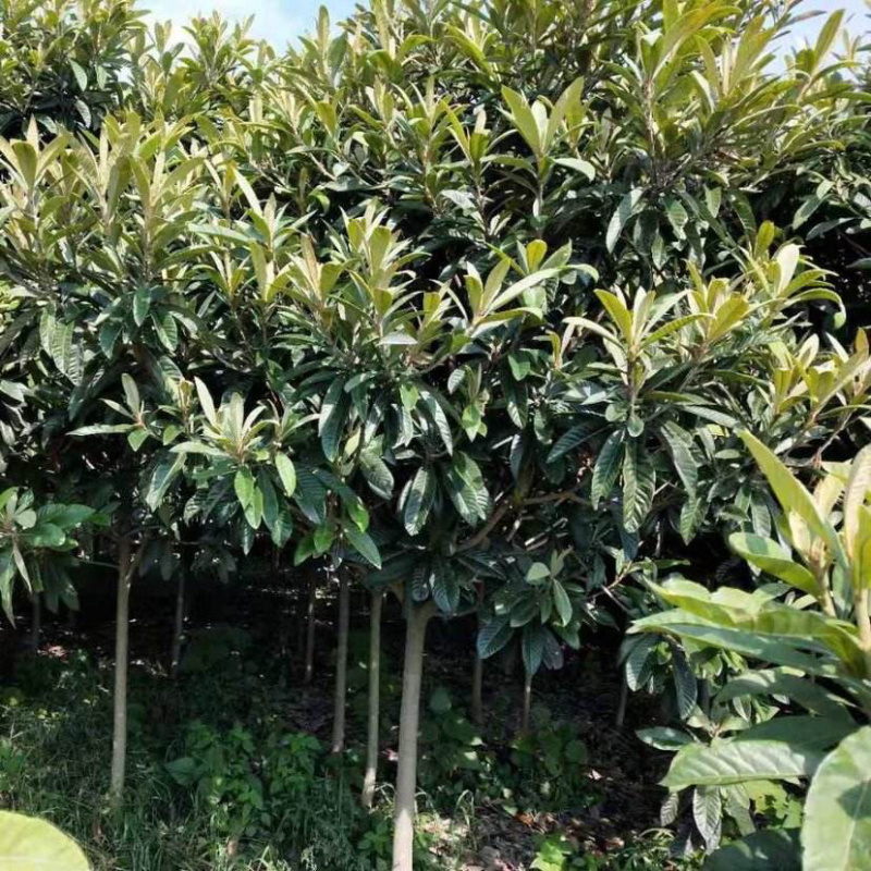 枇杷树工程绿化枇杷树价格美观