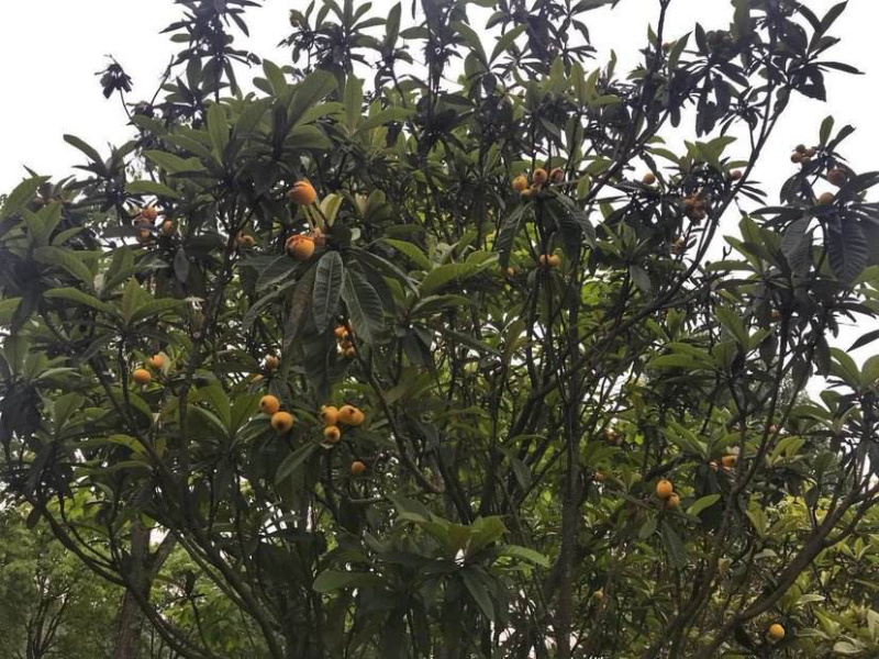 枇杷树工程绿化枇杷树价格美观