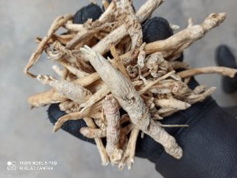 南沙参泡参无硫新货可食用可打粉有好货