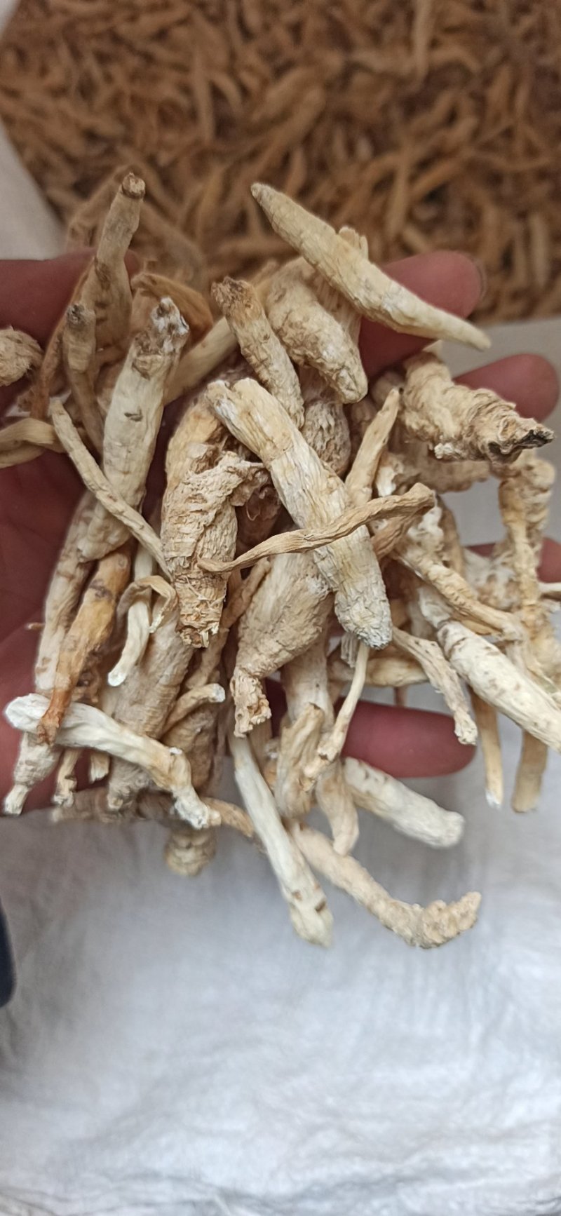 南沙参泡参无硫新货可食用可打粉有好货