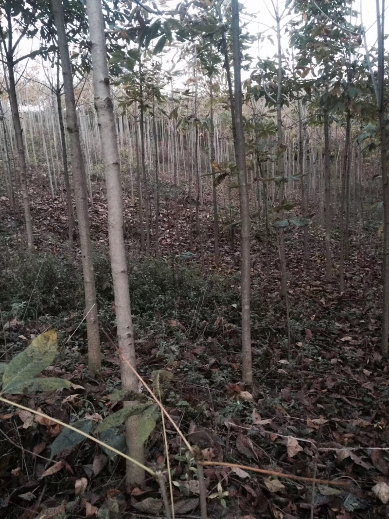 精品七叶树，绿化，行道树专用，基地大量直销。