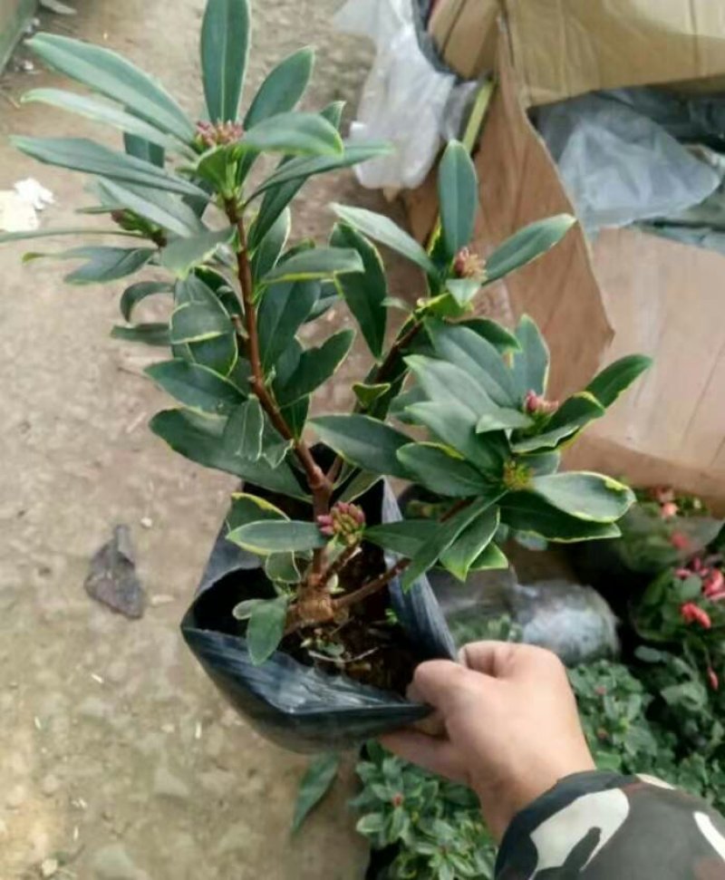 金边瑞香盆景带花盆栽地栽耐寒耐热
