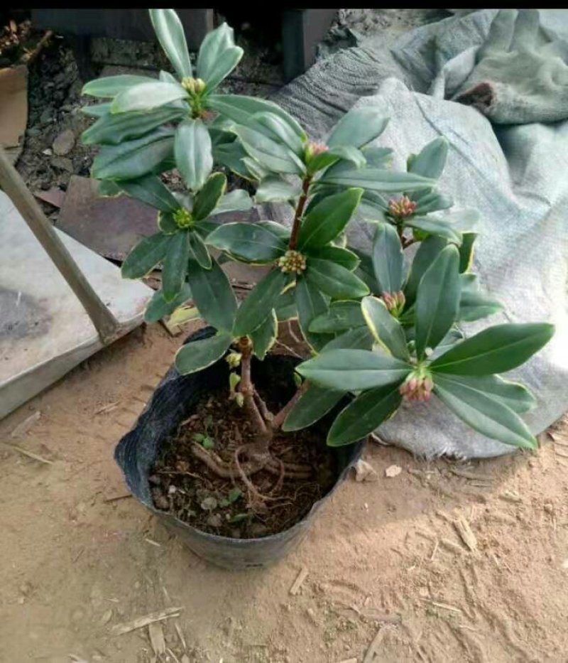 金边瑞香盆景带花盆栽地栽耐寒耐热