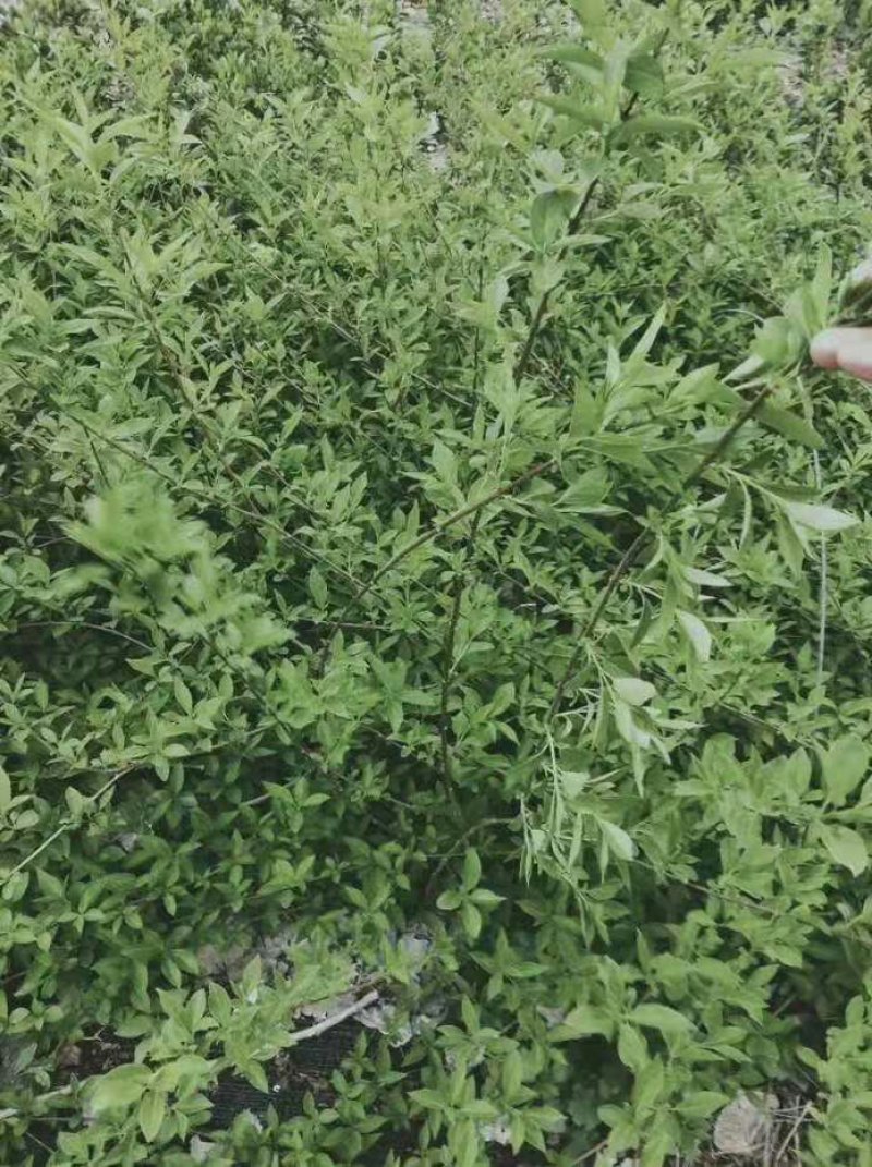 黄花连翘苗40-80厘米高包成活