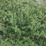 黄花连翘苗40-80厘米高包成活