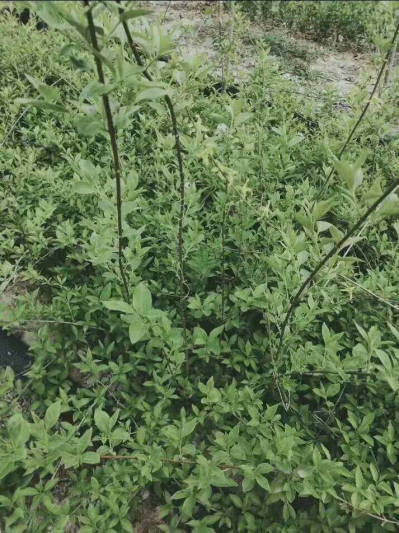 黄花连翘苗40-80厘米高包成活