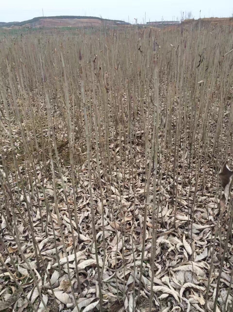 厚朴树苗园林绿化苗木药材种高存活规格齐全