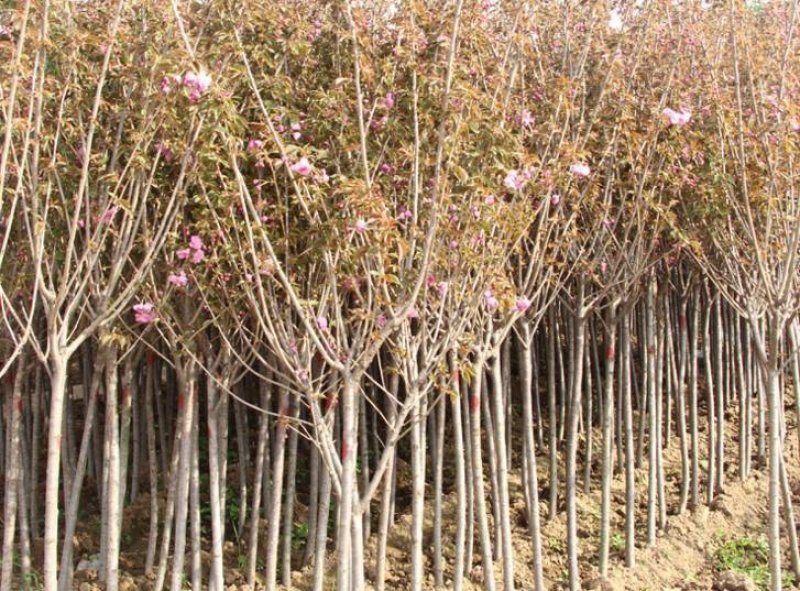 樱花，樱花树樱花绿化工程苗木基地直销