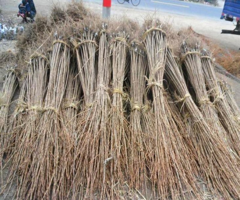 樱花，樱花树樱花绿化工程苗木基地直销