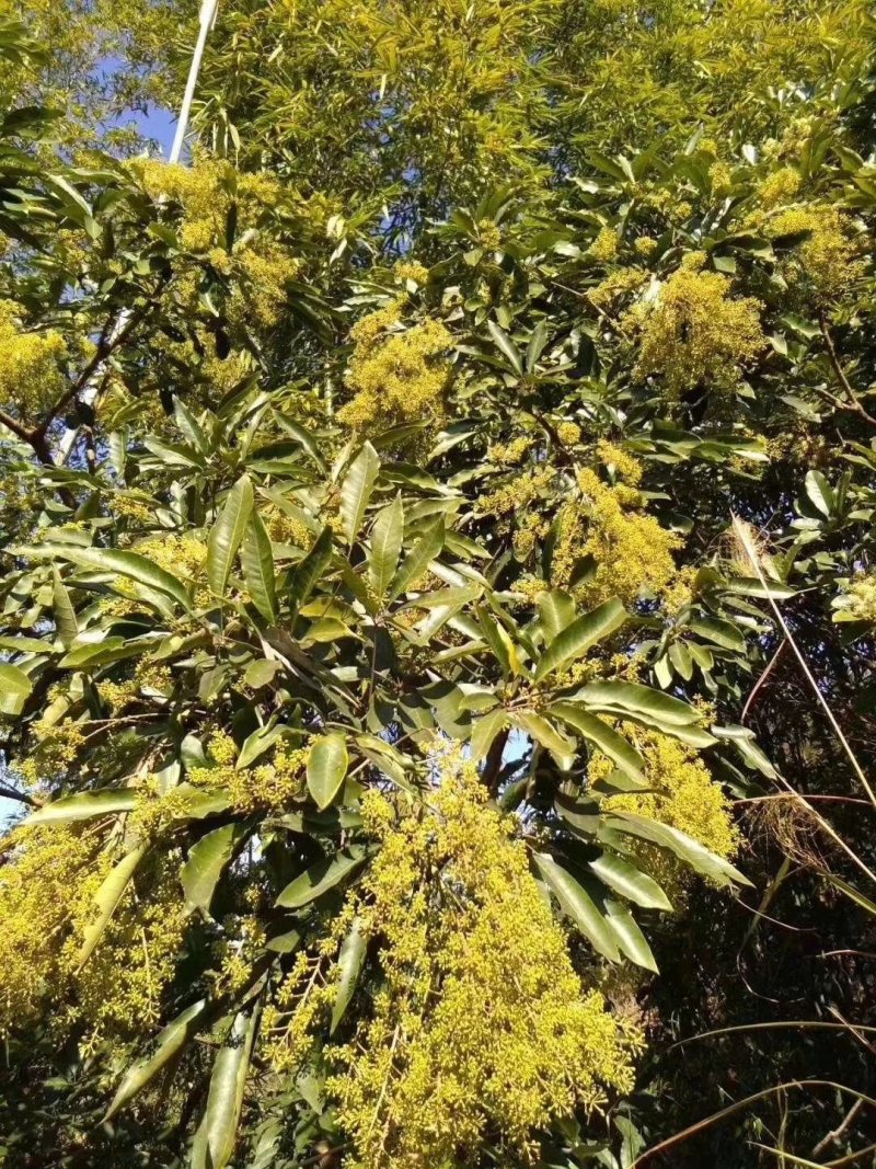 鸭脚木冬蜜