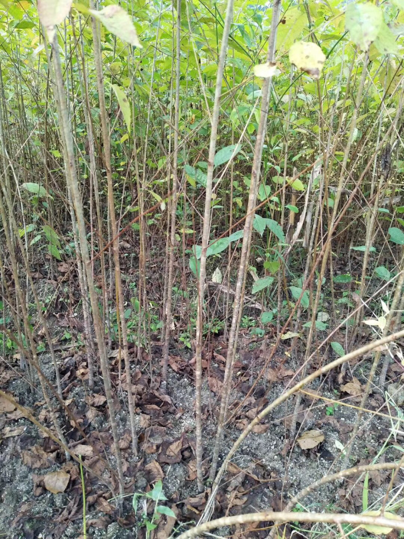 樱桃苗，大青叶，樱桃实生苗，0.3～3公分大量出售。