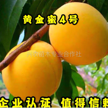 黄金蜜4号黄桃芒果香口感香甜包挂果包成活