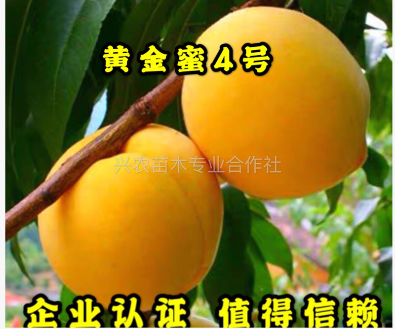 黄金蜜4号黄桃芒果香口感香甜包挂果包成活