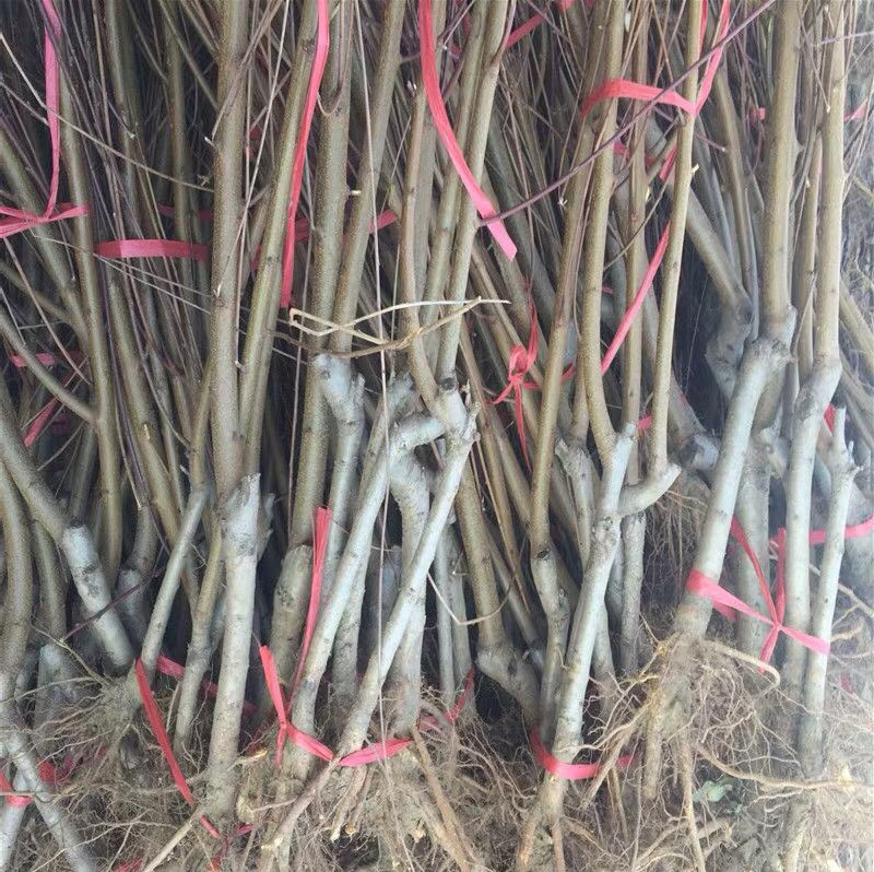 黄金蜜4号黄桃芒果香口感香甜包挂果包成活