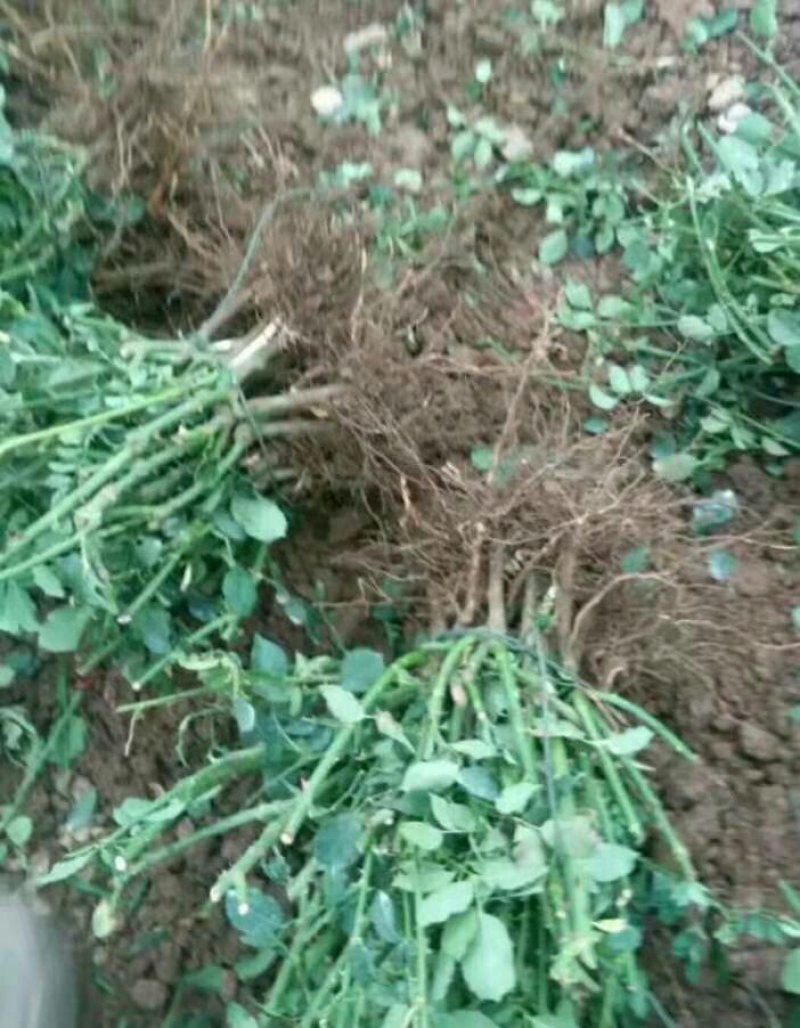 玫瑰花苗壮苗成活率高根部发达盆栽地栽