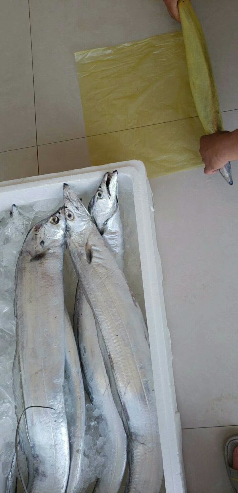 精选海捕野生渤海湾野生刀鱼