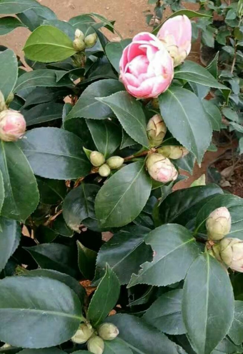 茶花树五色赤丹盆栽地栽苗子特别好活好养