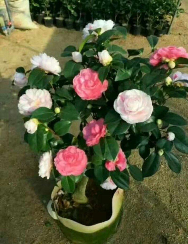 茶花树五色赤丹盆栽地栽苗子特别好活好养