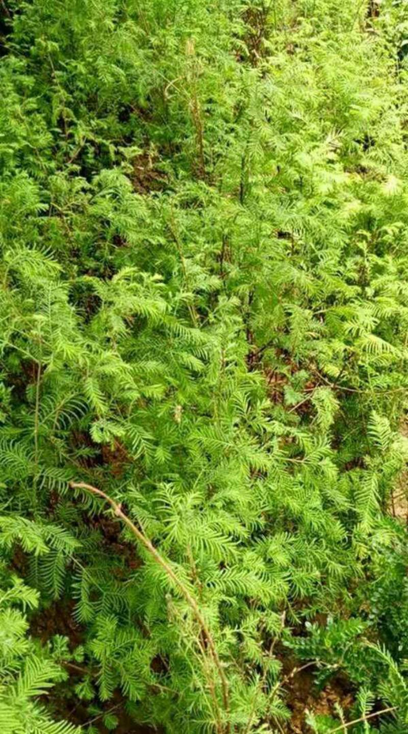 水杉30-60公分高成活率高苗