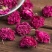 【有好货】平阴玫瑰花冠王，源头产品，产地直供