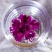 【有好货】平阴玫瑰花冠王，源头产品，产地直供