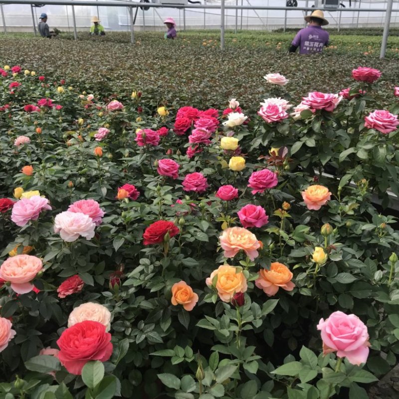玫瑰苗20~30cm玫瑰花苗带花苞花卉观花绿植物室内阳