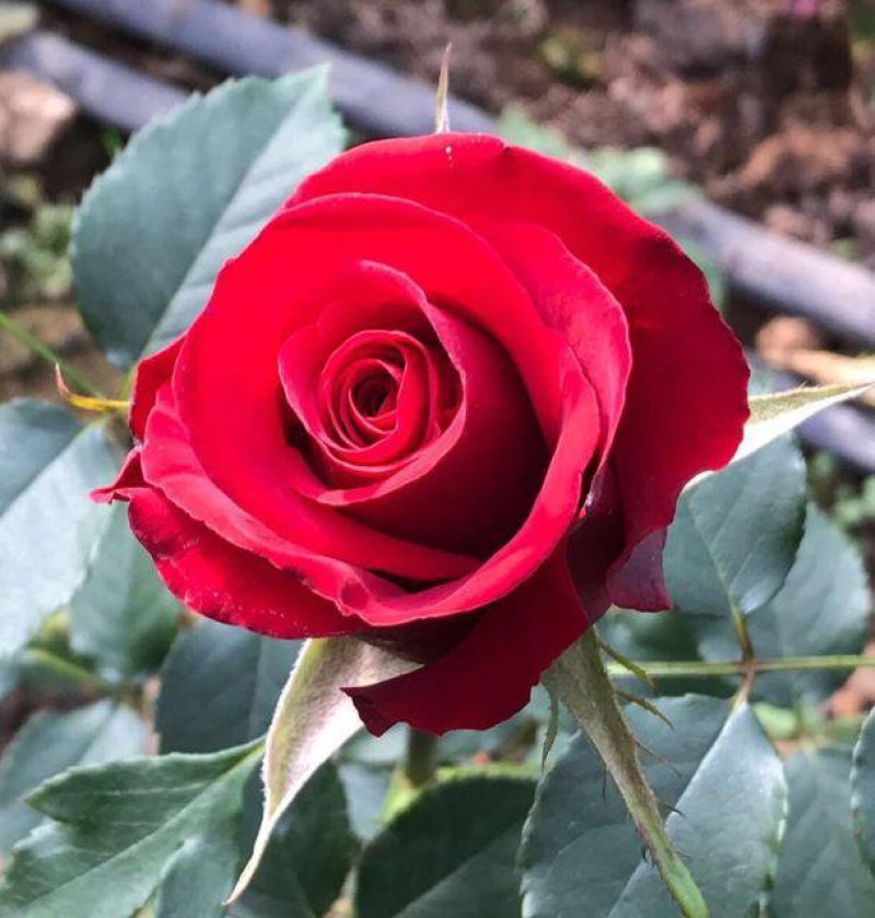 玫瑰苗20~30cm玫瑰花苗带花苞花卉观花绿植物室内阳