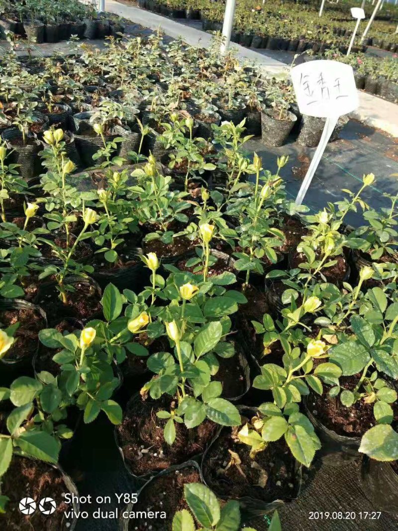 玫瑰苗20~30cm玫瑰花苗带花苞花卉观花绿植物室内阳