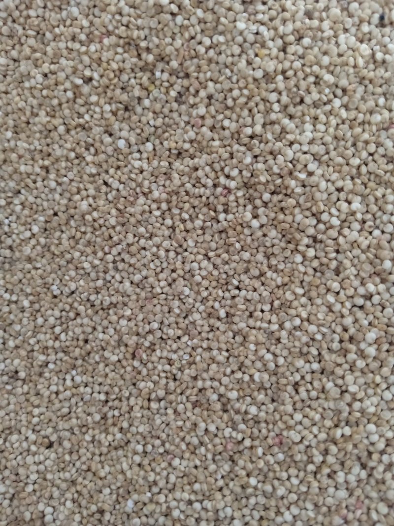 藜麦一级
