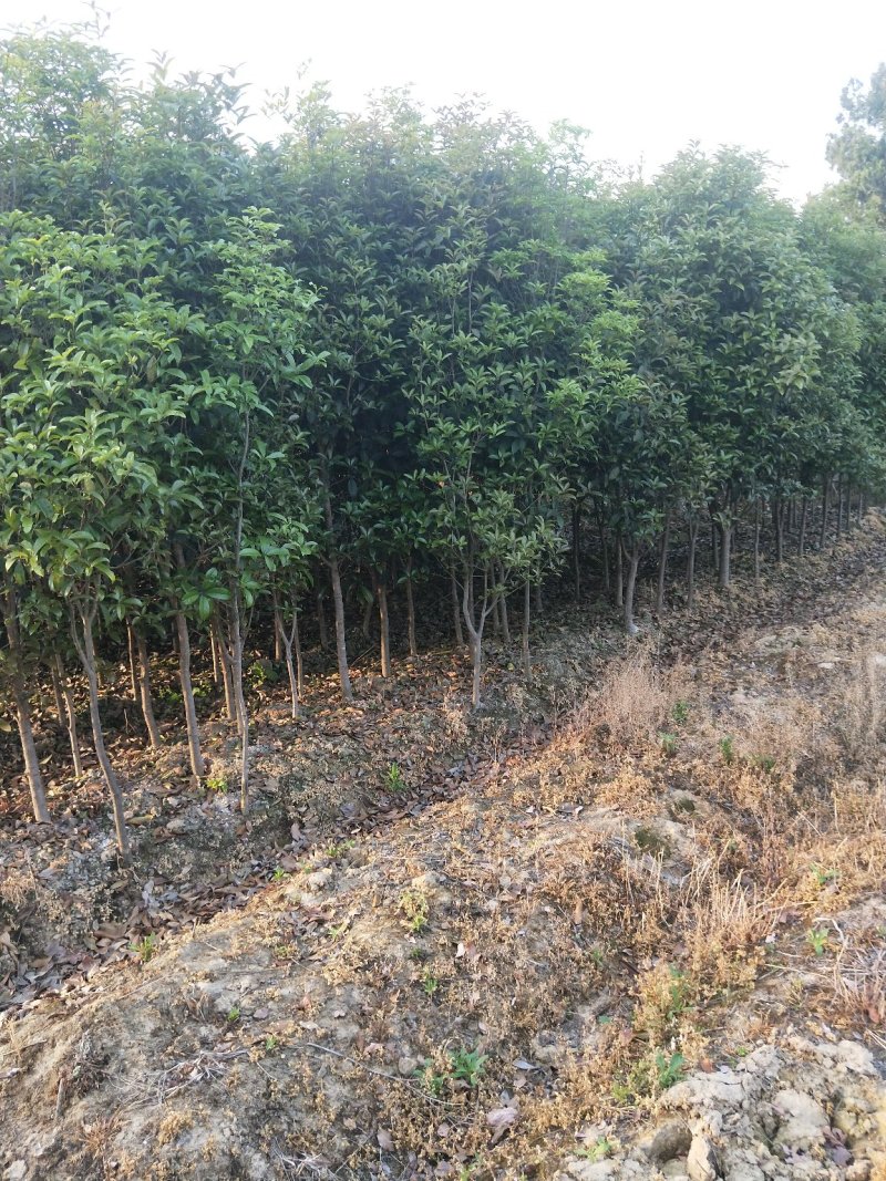 桂花树苗桂花苗绿化八月桂金桂种植黄金桂花树不断四季桂八月