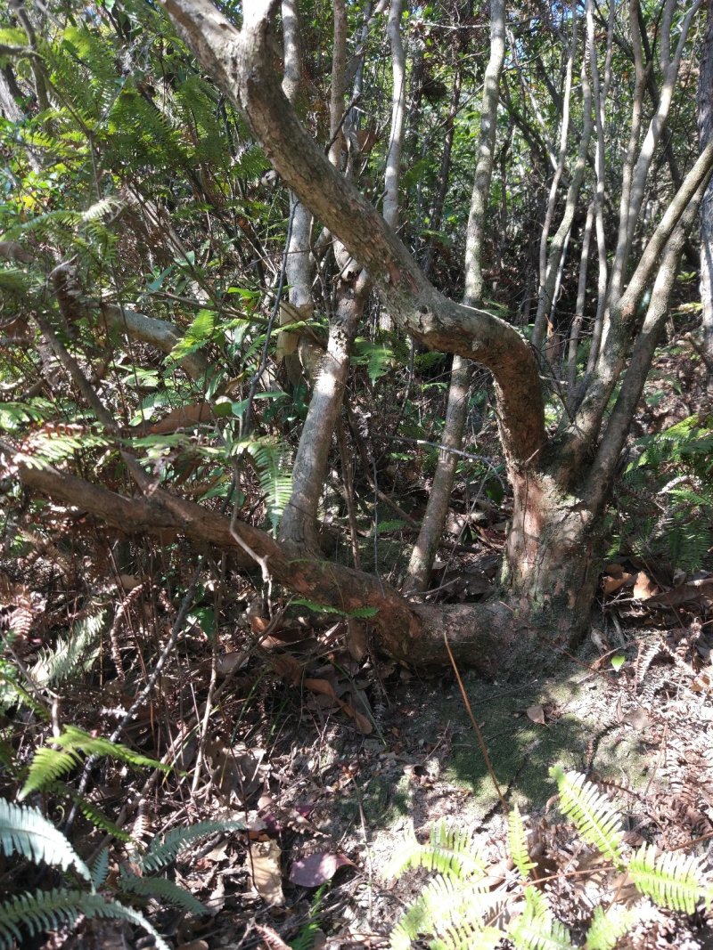 赤楠下山老桩，造型优美古朴各种规格齐全
