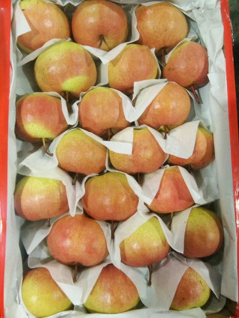 苹果梨质量保证口感甜脆皮毛增靓货品齐全