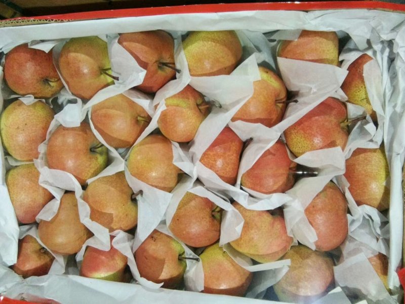 苹果梨质量保证口感甜脆皮毛增靓货品齐全