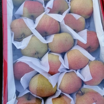 苹果梨质量保证口感甜脆皮毛增靓货品齐全